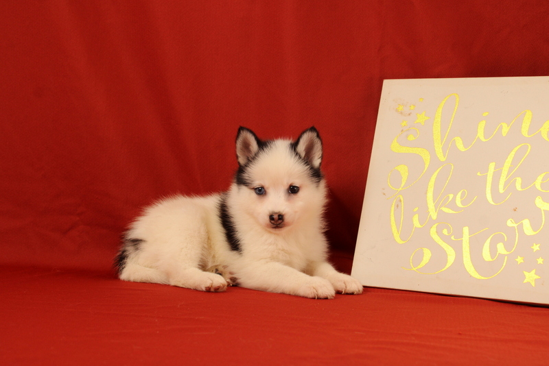 puppy, for, sale, Pomsky, Matthew B. Stoltzfus, dog, breeder, Gap, PA, dog-breeder, puppy-for-sale, forsale, nearby, find, puppyfind, locator, puppylocator, aca